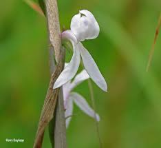 Image result for Cyphia