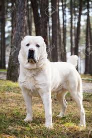 It is a pure breed dog. Big Alabai Dog Guard Pose In Park Stock Photo Picture And Royalty Free Image Image 36309369