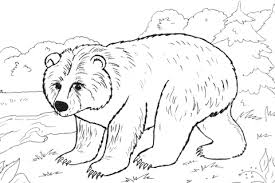 Disegno Di Orso Bruno Da Colorare Disegni Da Colorare E Stampare