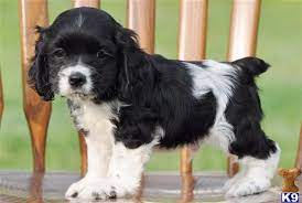 We did not find results for: 24 Best Black And White Cocker Spaniels Ideas White Cocker Spaniel Cocker Spaniel Spaniel Puppies
