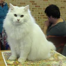 Cat allergies cat allergies affect approximately 10 million americans and are twice as common as dog allergies. Are Siberian Cats Actually Hypoallergenic