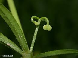 Image result for Galium scabrellum