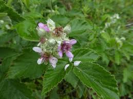 Image result for Rubus rigidus