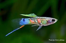 Lower Sword Tail Endler Hybrid Aquarium Peixe Beta Peixes Ornamentais