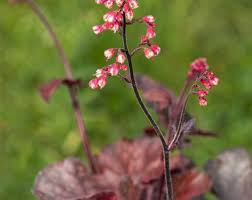 Hier finden sie tipps zur pflanzung und pflege der. Heuchera Micrantha Melting Fire Purpurglockchen Giesebrecht Kg