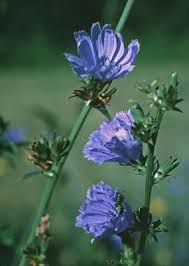 Image result for Cichorium intybus