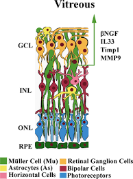 Cas article google scholar 15. Changes In Vitreal Protein Profile And Retina Mrnas In Reeler Mice Ngf Il33 And Muller Cell Activation