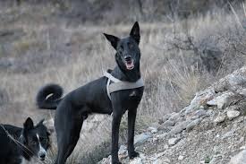 Der malinois ist eine der vier anerkannten varietäten des belgischen schäferhundes. Blues Border Collie Malinois Meinmischling De