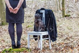 How todiy simplest idea for chair craft from clothespins + the most amazing secret gift. A Woman In Black Clothes With A Black Pug On A White Chair In Stock Photo Picture And Royalty Free Image Image 76350316