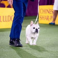 Westminster dog show 2021 date start time the westminster dog show 2021 will commence on june 11th at 8 am et. Westminster Dog Show 2021 Live Updates Night 2 Begins World Best News