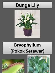 Translation of batang in english. Pembiakan Tumbuhan