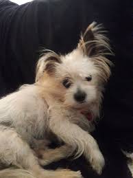 Your Photos: National Puppy Day 2018