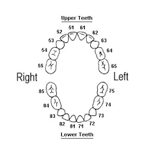 6 Teeth Numbers Chart Divided Into 4 Quadrants Teeth