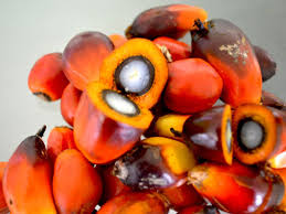 Dua penghasil terbesar minyak kepala sawit, indonesia dan malaysia, memberikan. Inti Buah Kelapa Sawit Palm Kernel Jual Beli Inti Buah Kelapa Sawit Palm Kernel Pt Okta Palm Oil Jual Beli Inti Buah Kelapa Sawit Jual Beli Minyak