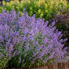 They are too many attractive. Nepeta Faassenii Cat S Meow Pp24472 Cpbr5098 Walters Gardens Inc