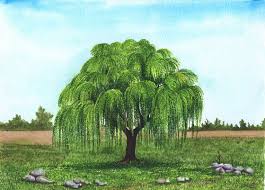 How to draw a weeping willow tree for beginners. Weeping Willow Tree Watercolor Painting Watercolour By Shweta Mahajan Artfinder