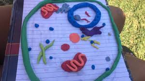 Animal cell project out of play doh. Clay Animal Cell Youtube
