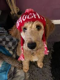 Check spelling or type a new query. Testemonials Zantescwtch