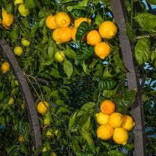 Image result for Citropsis