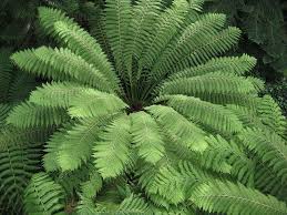 Our great variety of gifts and flowers ensures we have something for everyone. 310 Garden Ferns Ideas Ferns Plants Garden