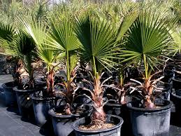 Image result for Washingtonia filifera