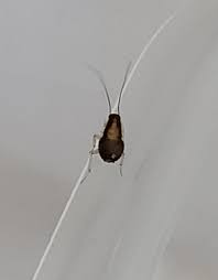 White background homemade insect cockroach. Pest Identification Photos Pest Control Canada