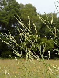 Image result for Melilotus albus