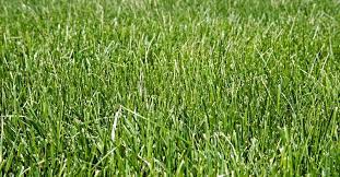 This special dwarf fescue lawn seed mix is your answer when striving to enjoy the beauty and benefits of a turf grass lawn without all the work and water. All You Need To Know About Tall Fescue