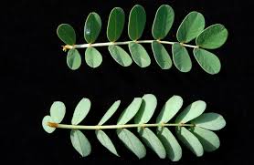 Image result for Senna italica