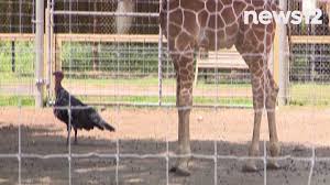 News 12 long island on wn network delivers the latest videos and editable pages for news & events, including entertainment, music, sports two stratovolcanoes are located on the island: 6ritz G05yd Tm