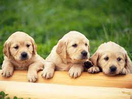 Dog Wallpapers Hd Puppy Wallpaper Free Dog Wallpapers 1920 1200 Cute Dogs Pictures Wallpapers 46 Wallpap Golden Retriever Puppies Labrador Retriever Puppies