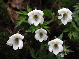 Image result for Viola eminii