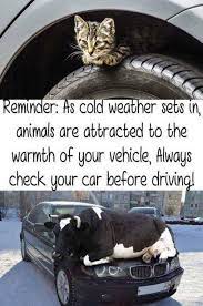 With Cold Weather Coming Check Your Cars For Cats And Cows Before Starting Them And Driving Away Funny Animal Memes Cute Cat Memes Animals