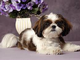 Shih Tzu Pitbull Mix Your Guide To The Pitshih Cross Breed Shih Tzu Puppy Shih Tzu Dog Shih Tzu