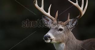 Black And White Pictures Of Whitetail Deer White Tail Buck Stock Photos Images Pictures Deer Wallpaper Whitetail Deer Deer