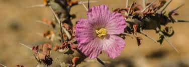 Image result for Monsonia senegalensis