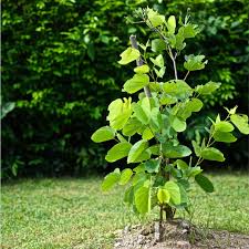 Image result for Bauhinia purpurea