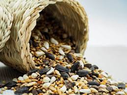 bird seed 101 the 10 best types for