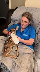 How to Get A Baby Deer to Eat from A Bottle | TikTok