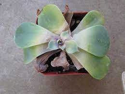 Root rot is one of the most damaging ailments our houseplants can suffer from, and one of the most common. Root Stem Crown And Collar Rot