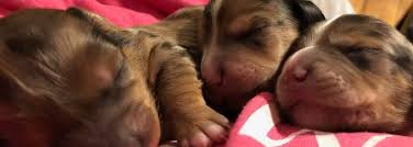 Also the correct address for hamilton college is 3165 edgewood pkwy sw. Doxielubber Miniature Dachshunds Home