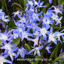 An old fashioned cottage garden plant with mid blue flower spikes that last through june to july. Chionodoxa Planting And Growing Bulbs