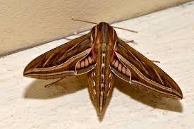 Image result for Hippotion celerio