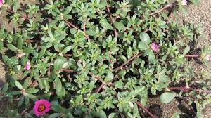 Purslane requires control over a few years. Pink Purslane Nc State Extension Publications