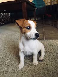 Jack Russell Terrier Puppy Jack Russell Terrier Puppies Jack Russell Jack Russell Terrier