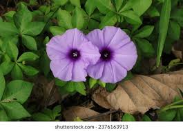 Image result for Ipomoea tuberculata