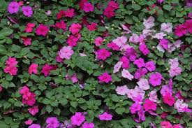 Image result for Impatiens wallerana