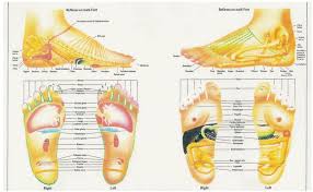 free foot reflexology charts 35 free printables word pdf