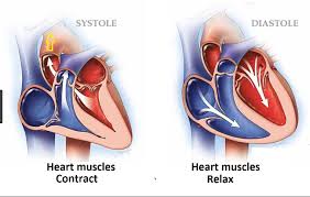Systolic pressures below 90 mmhg or diastolic below 60 mmhg are generally considered low blood pressure. 8 Major Difference Between Systolic And Diastolic Blood Pressures Viva Differences