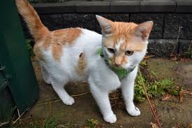 Pin Op Cats Of Twitter Cheddar